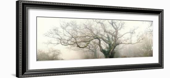 panoramic octopus ghost oak-Phillipe Manguin-Framed Photographic Print