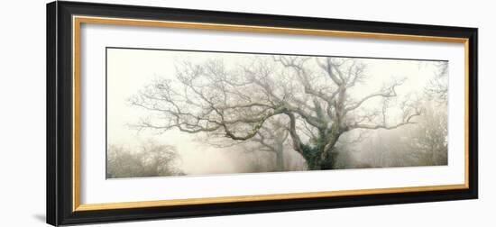 panoramic octopus ghost oak-Phillipe Manguin-Framed Photographic Print