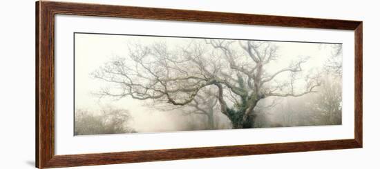 panoramic octopus ghost oak-Phillipe Manguin-Framed Photographic Print