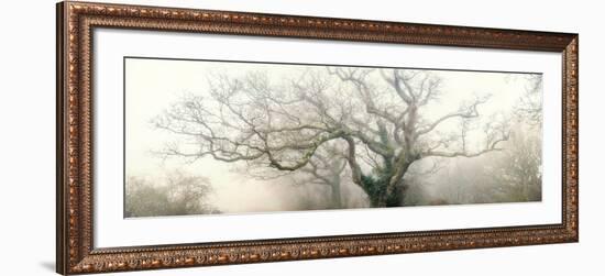 panoramic octopus ghost oak-Phillipe Manguin-Framed Photographic Print