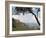 Panoramic Photo of the Three Sisters, Blue Mountains, Katoomba, New South Wales, Australia, Pacific-Matthew Williams-Ellis-Framed Photographic Print