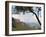 Panoramic Photo of the Three Sisters, Blue Mountains, Katoomba, New South Wales, Australia, Pacific-Matthew Williams-Ellis-Framed Photographic Print