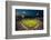 Panoramic view of 29,183 baseball fans at Citizens Bank Park, Philadelphia, PA, who are watching...-null-Framed Photographic Print