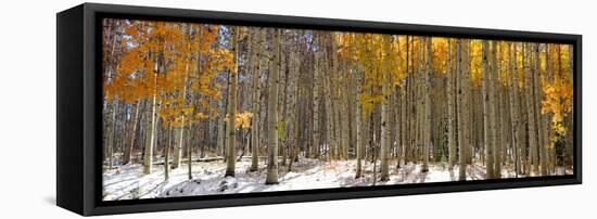 Panoramic View of Aspen Trees in Winter Time-SNEHITDESIGN-Framed Premier Image Canvas