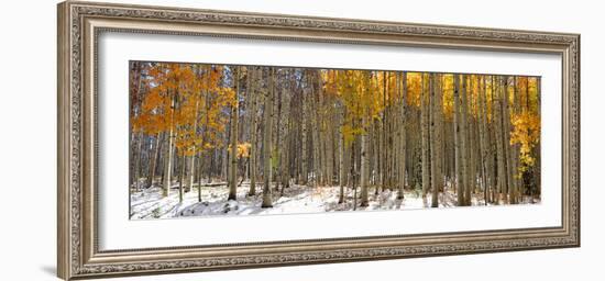 Panoramic View of Aspen Trees in Winter Time-SNEHITDESIGN-Framed Photographic Print