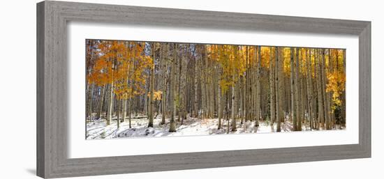 Panoramic View of Aspen Trees in Winter Time-SNEHITDESIGN-Framed Photographic Print