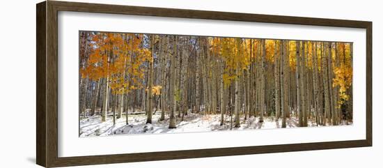 Panoramic View of Aspen Trees in Winter Time-SNEHITDESIGN-Framed Photographic Print