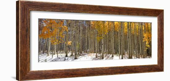 Panoramic View of Aspen Trees in Winter Time-SNEHITDESIGN-Framed Photographic Print