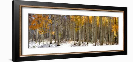 Panoramic View of Aspen Trees in Winter Time-SNEHITDESIGN-Framed Photographic Print