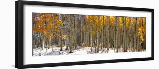 Panoramic View of Aspen Trees in Winter Time-SNEHITDESIGN-Framed Photographic Print