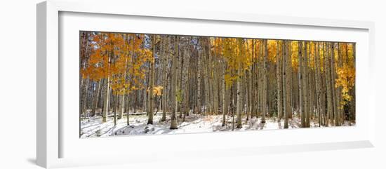 Panoramic View of Aspen Trees in Winter Time-SNEHITDESIGN-Framed Photographic Print