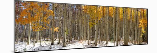 Panoramic View of Aspen Trees in Winter Time-SNEHITDESIGN-Mounted Photographic Print