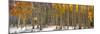 Panoramic View of Aspen Trees in Winter Time-SNEHITDESIGN-Mounted Photographic Print