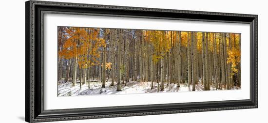 Panoramic View of Aspen Trees in Winter Time-SNEHITDESIGN-Framed Photographic Print