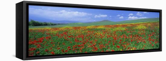 Panoramic View of Field of Poppies and Wild Flowers Near Montchiello, Tuscany, Italy, Europe-Lee Frost-Framed Premier Image Canvas