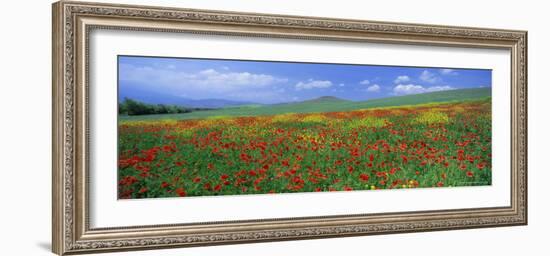 Panoramic View of Field of Poppies and Wild Flowers Near Montchiello, Tuscany, Italy, Europe-Lee Frost-Framed Photographic Print