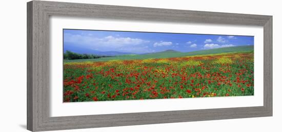 Panoramic View of Field of Poppies and Wild Flowers Near Montchiello, Tuscany, Italy, Europe-Lee Frost-Framed Photographic Print