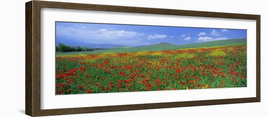 Panoramic View of Field of Poppies and Wild Flowers Near Montchiello, Tuscany, Italy, Europe-Lee Frost-Framed Photographic Print