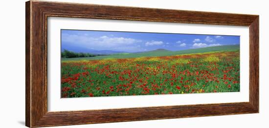 Panoramic View of Field of Poppies and Wild Flowers Near Montchiello, Tuscany, Italy, Europe-Lee Frost-Framed Photographic Print