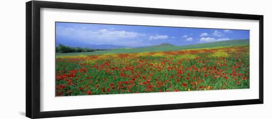 Panoramic View of Field of Poppies and Wild Flowers Near Montchiello, Tuscany, Italy, Europe-Lee Frost-Framed Photographic Print