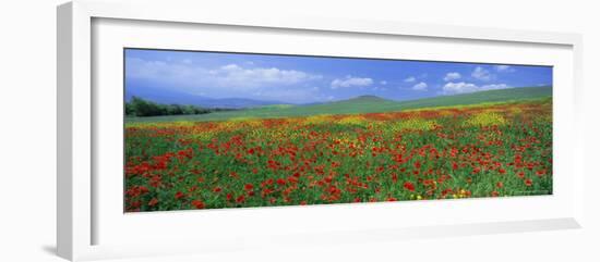 Panoramic View of Field of Poppies and Wild Flowers Near Montchiello, Tuscany, Italy, Europe-Lee Frost-Framed Photographic Print