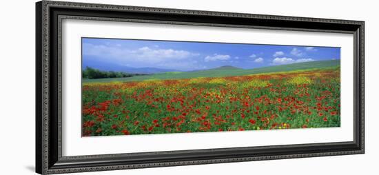 Panoramic View of Field of Poppies and Wild Flowers Near Montchiello, Tuscany, Italy, Europe-Lee Frost-Framed Photographic Print