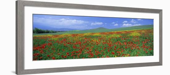 Panoramic View of Field of Poppies and Wild Flowers Near Montchiello, Tuscany, Italy, Europe-Lee Frost-Framed Photographic Print