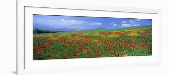 Panoramic View of Field of Poppies and Wild Flowers Near Montchiello, Tuscany, Italy, Europe-Lee Frost-Framed Photographic Print