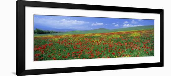 Panoramic View of Field of Poppies and Wild Flowers Near Montchiello, Tuscany, Italy, Europe-Lee Frost-Framed Photographic Print