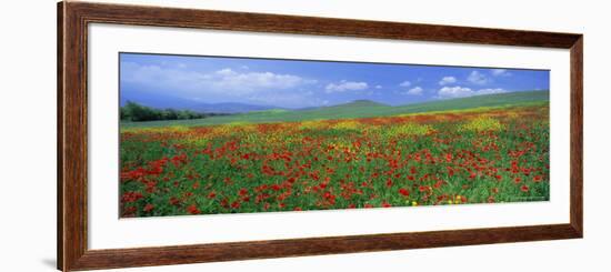 Panoramic View of Field of Poppies and Wild Flowers Near Montchiello, Tuscany, Italy, Europe-Lee Frost-Framed Photographic Print