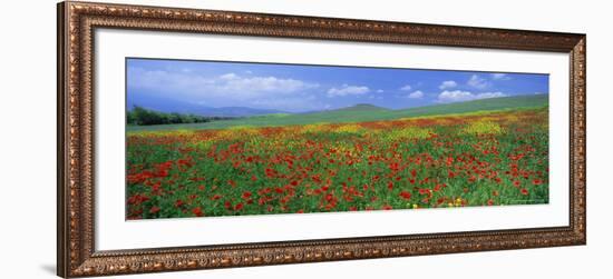 Panoramic View of Field of Poppies and Wild Flowers Near Montchiello, Tuscany, Italy, Europe-Lee Frost-Framed Photographic Print