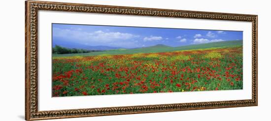 Panoramic View of Field of Poppies and Wild Flowers Near Montchiello, Tuscany, Italy, Europe-Lee Frost-Framed Photographic Print