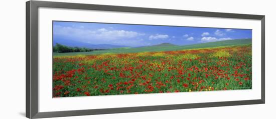 Panoramic View of Field of Poppies and Wild Flowers Near Montchiello, Tuscany, Italy, Europe-Lee Frost-Framed Photographic Print