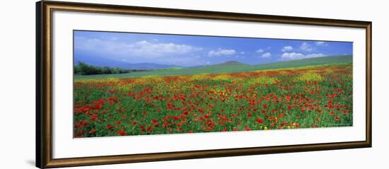 Panoramic View of Field of Poppies and Wild Flowers Near Montchiello, Tuscany, Italy, Europe-Lee Frost-Framed Photographic Print