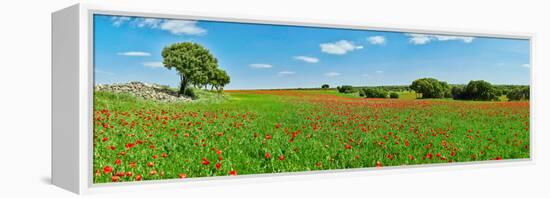 Panoramic view of poppy flowers field, Cuenca, Castilla-La Mancha, Spain-null-Framed Premier Image Canvas