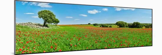 Panoramic view of poppy flowers field, Cuenca, Castilla-La Mancha, Spain-null-Mounted Photographic Print