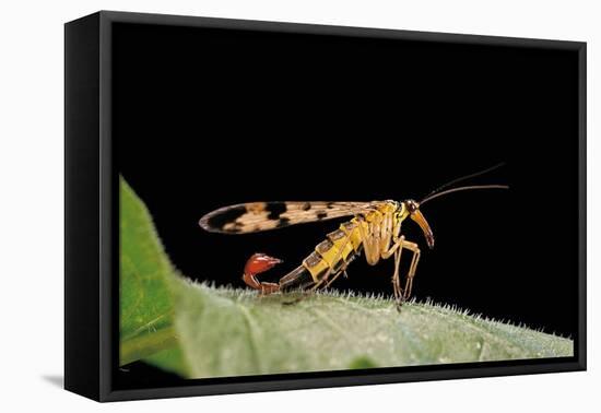 Panorpa Meridionalis (Scorpionfly) - Male-Paul Starosta-Framed Premier Image Canvas