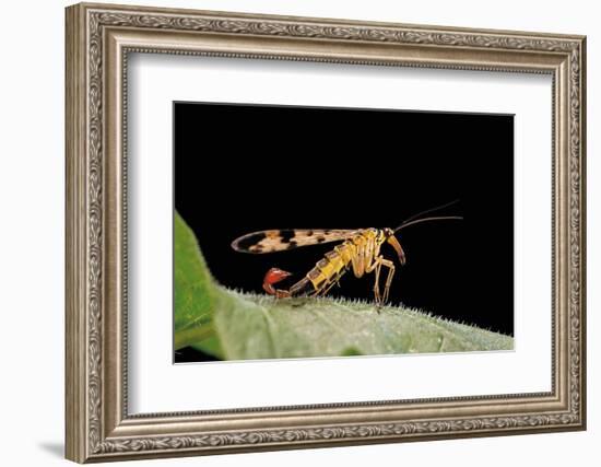 Panorpa Meridionalis (Scorpionfly) - Male-Paul Starosta-Framed Photographic Print