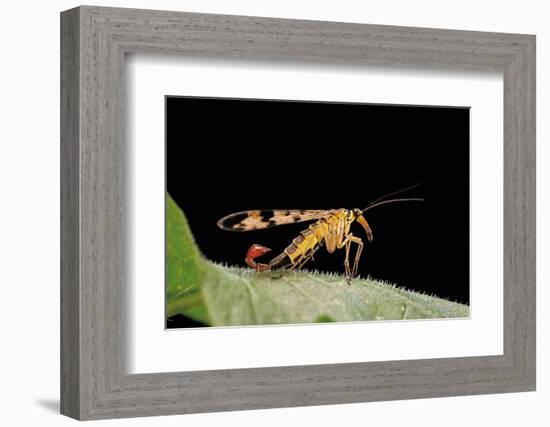 Panorpa Meridionalis (Scorpionfly) - Male-Paul Starosta-Framed Photographic Print