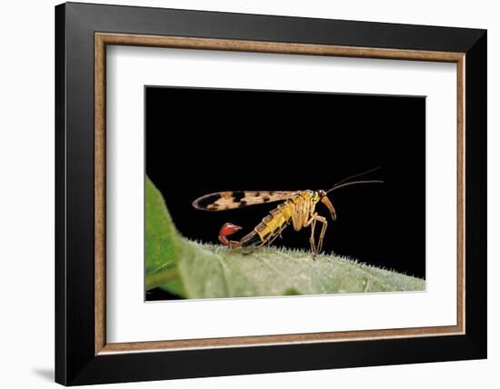 Panorpa Meridionalis (Scorpionfly) - Male-Paul Starosta-Framed Photographic Print