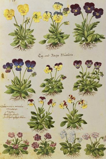 'Pansies and Violas. from 'Camerarius Florilegium'' Giclee Print ...