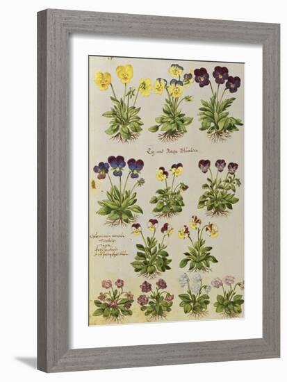 Pansies and Violas. from 'Camerarius Florilegium'-Joachim Camerarius-Framed Giclee Print