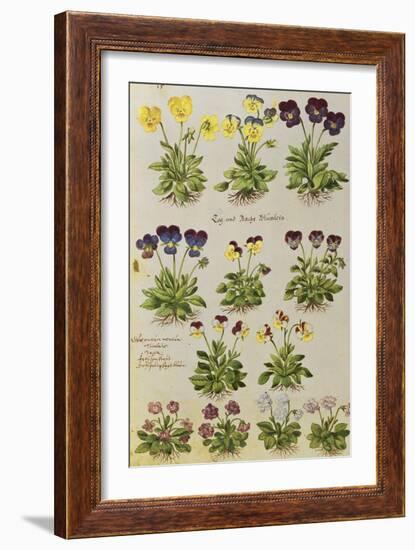 Pansies and Violas. from 'Camerarius Florilegium'-Joachim Camerarius-Framed Giclee Print