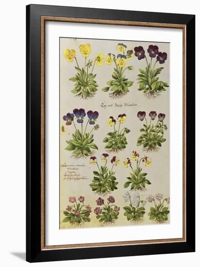 Pansies and Violas. from 'Camerarius Florilegium'-Joachim Camerarius-Framed Giclee Print