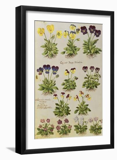 Pansies and Violas. from 'Camerarius Florilegium'-Joachim Camerarius-Framed Giclee Print