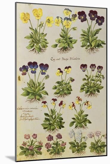 Pansies and Violas. from 'Camerarius Florilegium'-Joachim Camerarius-Mounted Giclee Print