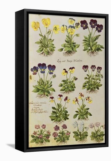 Pansies and Violas. from 'Camerarius Florilegium'-Joachim Camerarius-Framed Premier Image Canvas