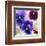 Pansies II-Jenny Thomlinson-Framed Art Print