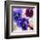 Pansies II-Jenny Thomlinson-Framed Art Print