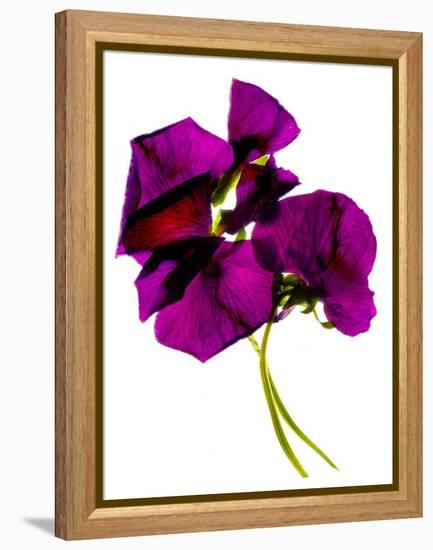 Pansies III-Julia McLemore-Framed Premier Image Canvas